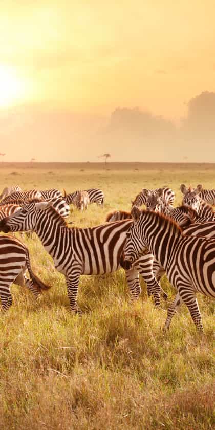 Thornybush 