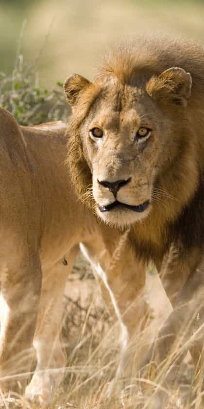 Thornybush 