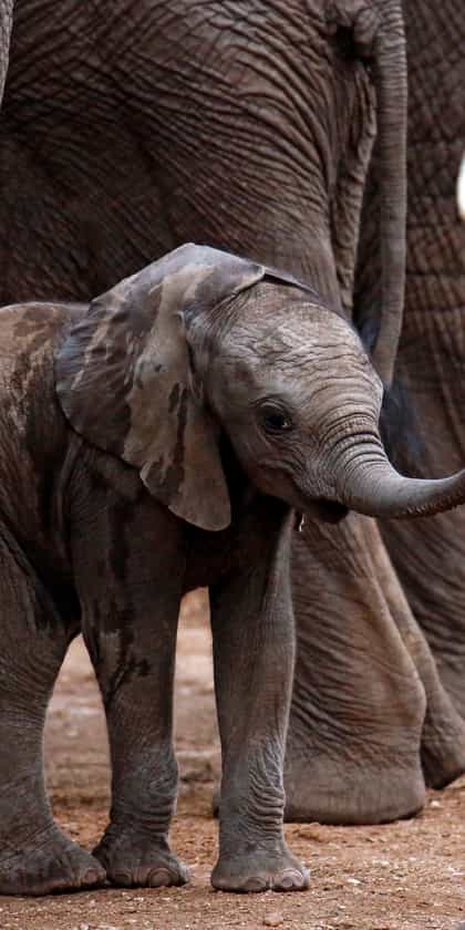 Timbavati