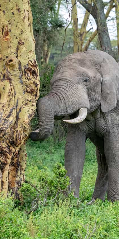 Northern Kruger