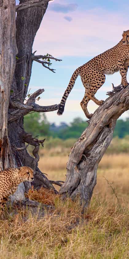Central Kruger