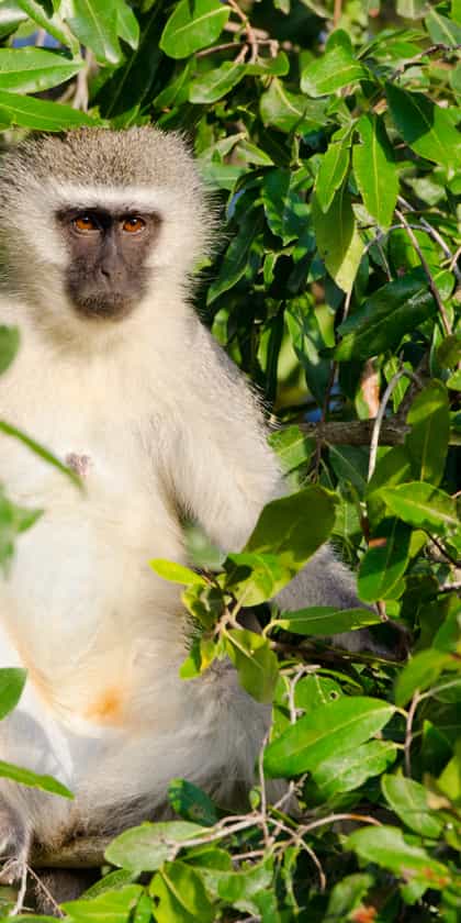 Southern Kruger