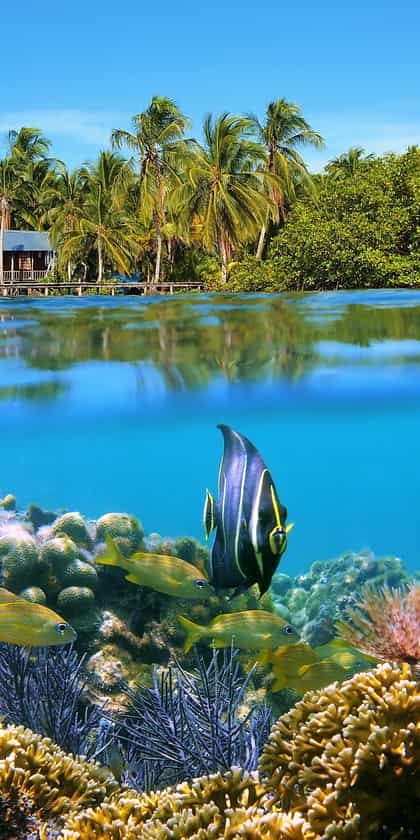 Bocas del Toro