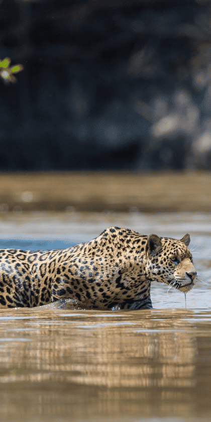 Northern Pantanal 
