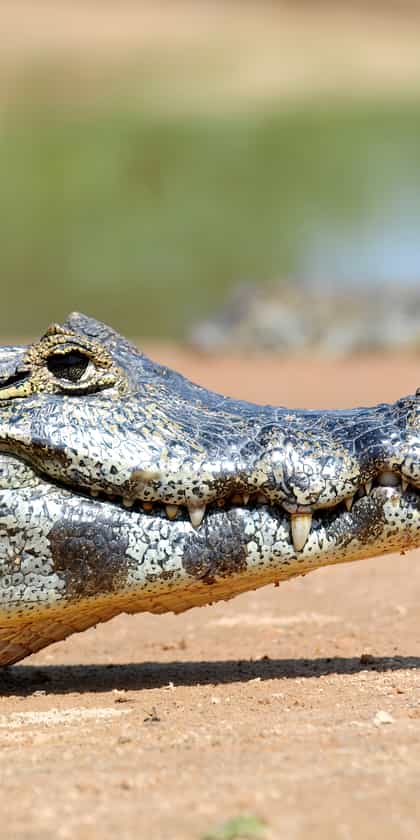 Southern Pantanal
