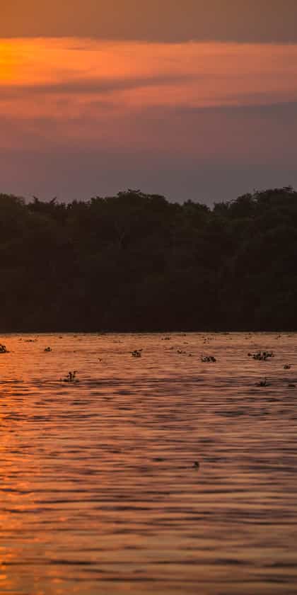 Mato Grosso