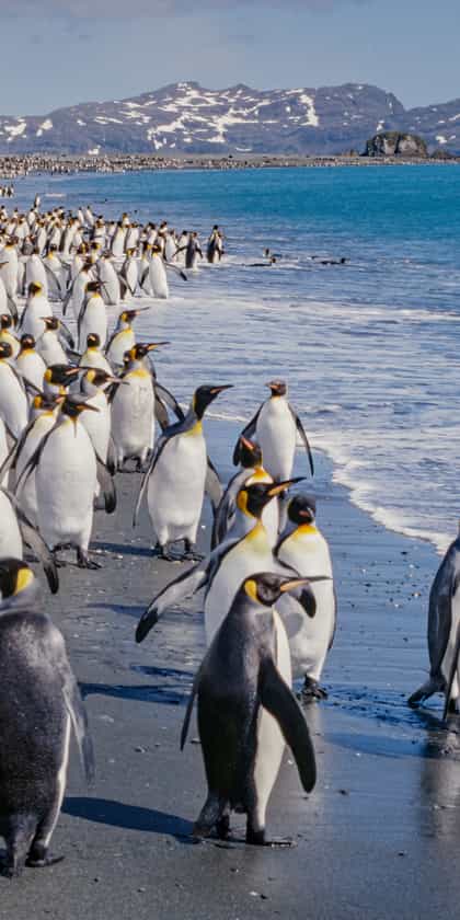 South Georgia Island