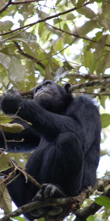 Budongo Eco Lodge, Murchison Falls | Timbuktu Travel