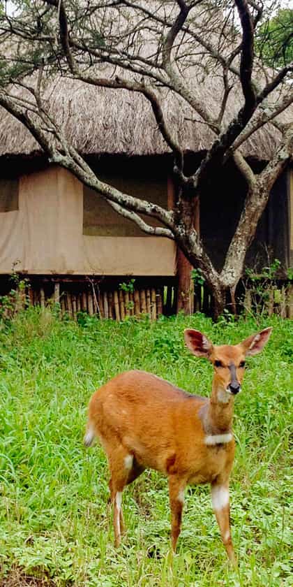 Ndarakwai Camp, Kilimanjaro | Timbuktu Travel