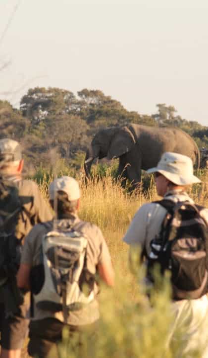 David Foot Walking Safaris, Central Okavango | Timbuktu Travel