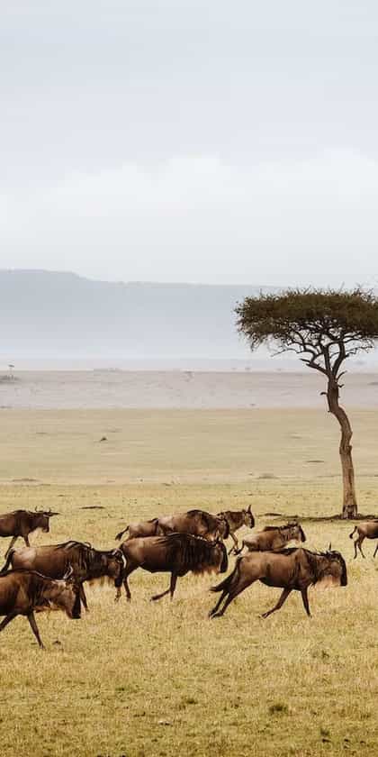 Serengeti