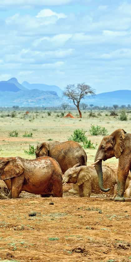 Ithumba Camp, Tsavo | Timbuktu Travel