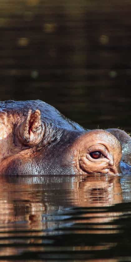 Lake Mburo