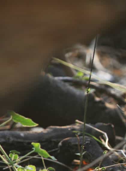 Endeavour Mobile Savuti Safaris, Savuti | Timbuktu Travel