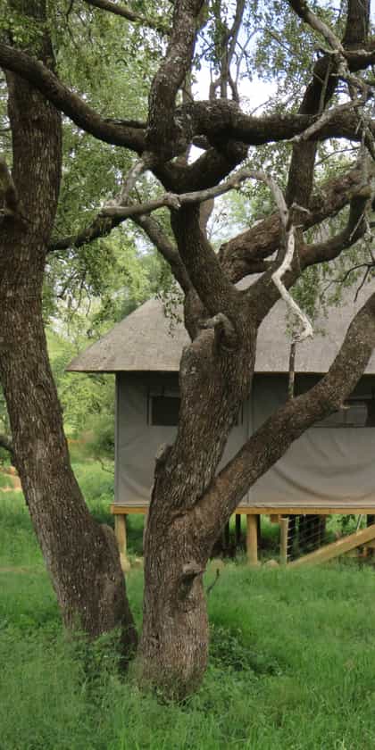 Wait A Little Tented Camp, Karongwe | Timbuktu Travel