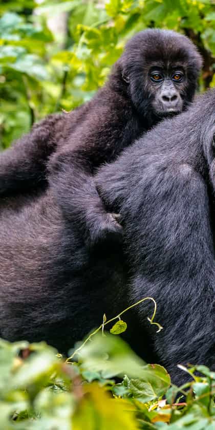 Lulimbi Tented Camp, Virunga | Timbuktu Travel