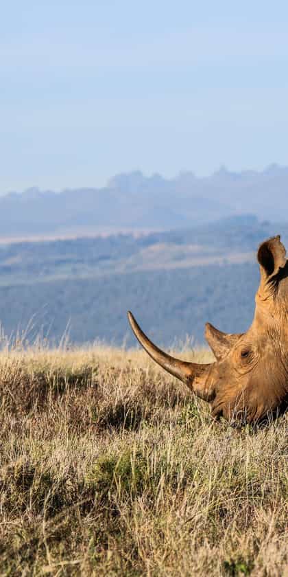 Lewa Downs
