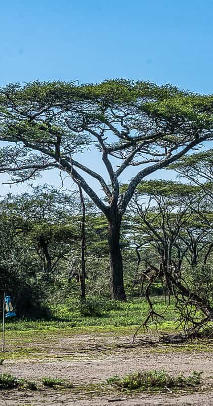 Ang'ata Migration Ndutu Camp, Serengeti | Timbuktu Travel