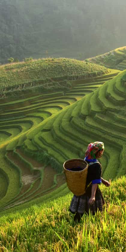 Sapa