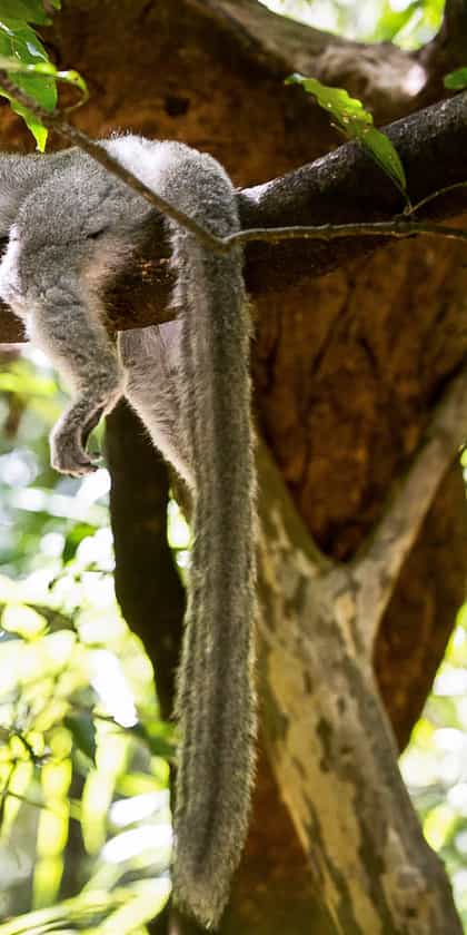 Ankarana Reserve