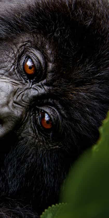 Rwanda