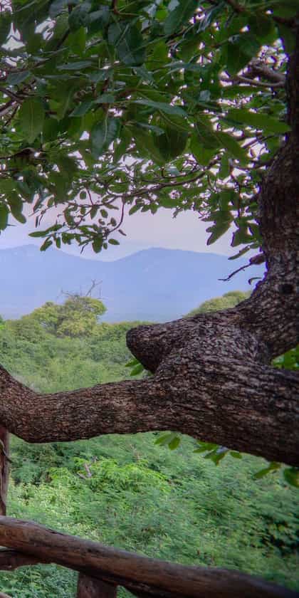 Sarara Treehouses, Matthew's Range | Timbuktu Travel