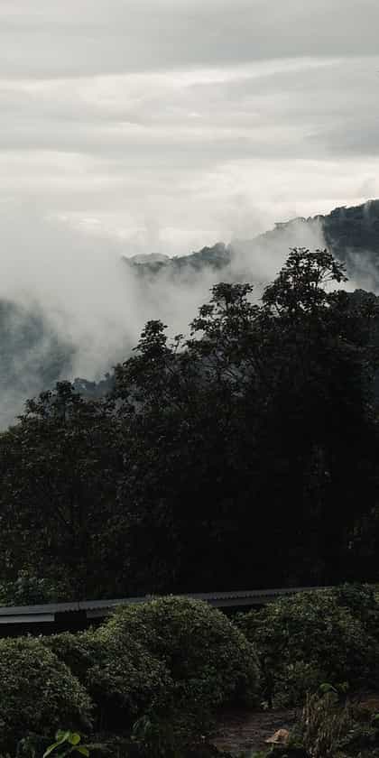 Silverback Lodge, Bwindi | Timbuktu Travel