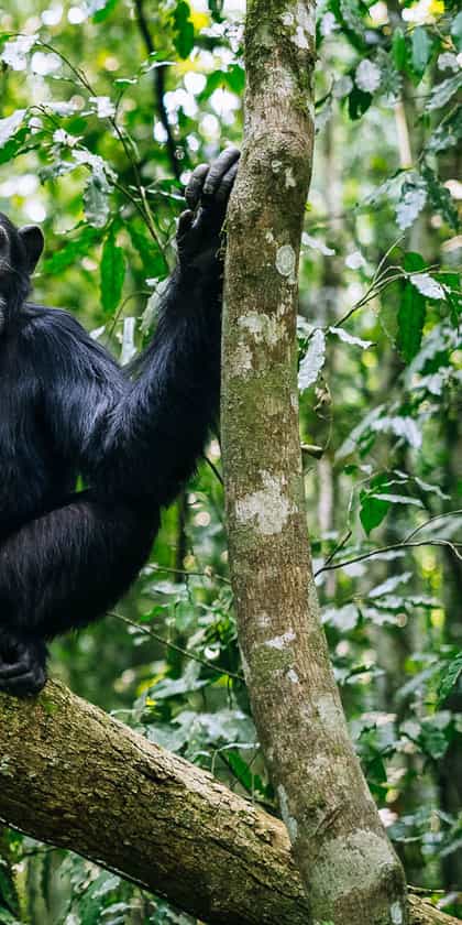 Kibale Forest National Park