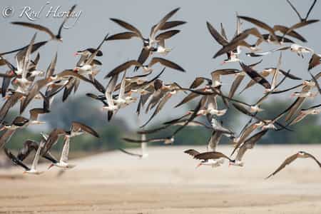 African Skimmers