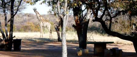 Giraffes visiting the camping grounds @ Kamanjab Rest Camp