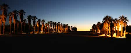 The magic of the Kalahari's largest palm-tree alley is testimony to gliding accomplishments of former guests, dating back as far as the 1960's.  