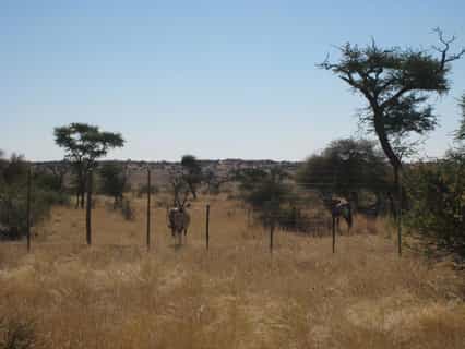 A variety of wild life can be seen on the nature drives offered at the lodge.