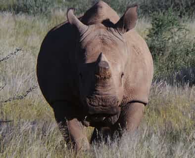Rhino on game drive