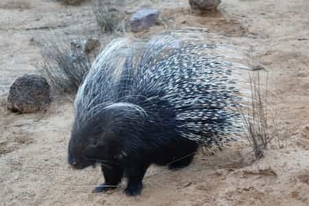 Piet is one of the many animals you can see during our animal feeding everyday.