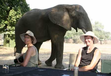 Meeting the local residents while in camp is always a possibility.