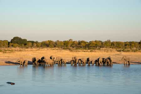 Animal Sightings 