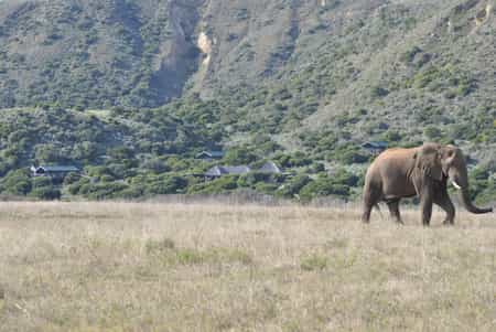Private & Secluded position on Amakhala Game Reserve