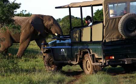 Sibuya is home to nearly 400 species of birds and 45 species of game including the “Big Five”.