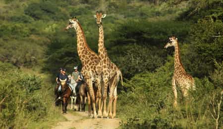 Close encounter with Giraffes, we have over 25 giraffes at Pakamisa Reserve