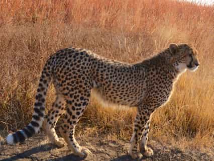 Cheetah 