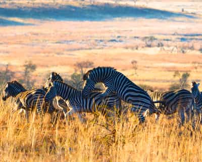 Zebras