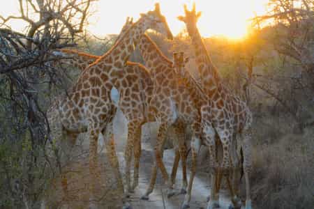 Giraffes