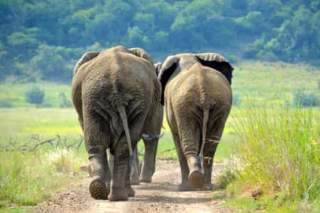 Elephants 