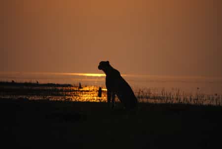 Matusadona is one of the few remaining areas in Zimbabwe that still has a small population of cheetah that we often encounter on game drives.