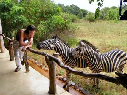 Close up Zebra interaction