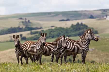 Zebra