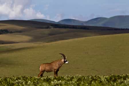 Roan