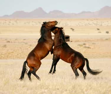 The Desert Horse Inn is just 20 km away from the habitat of the Wild Horses.