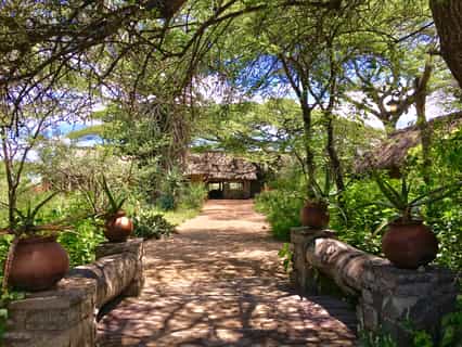 Ndutu Safari lodge is located in the Ngorongoro Conservation Area on the edge of the Southern Serengeti plains filled with acacia trees and wide views across Lake Ndutu. Our Lodge comprises thirty four comfortable stone and thatch en-suite cottages beside a relaxed convivial dining, sitting and bar area all overlooking the ever-changing view of Lake Ndutu.