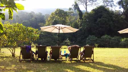 View the forest edge from a deck chair in front of the Canapy Bar